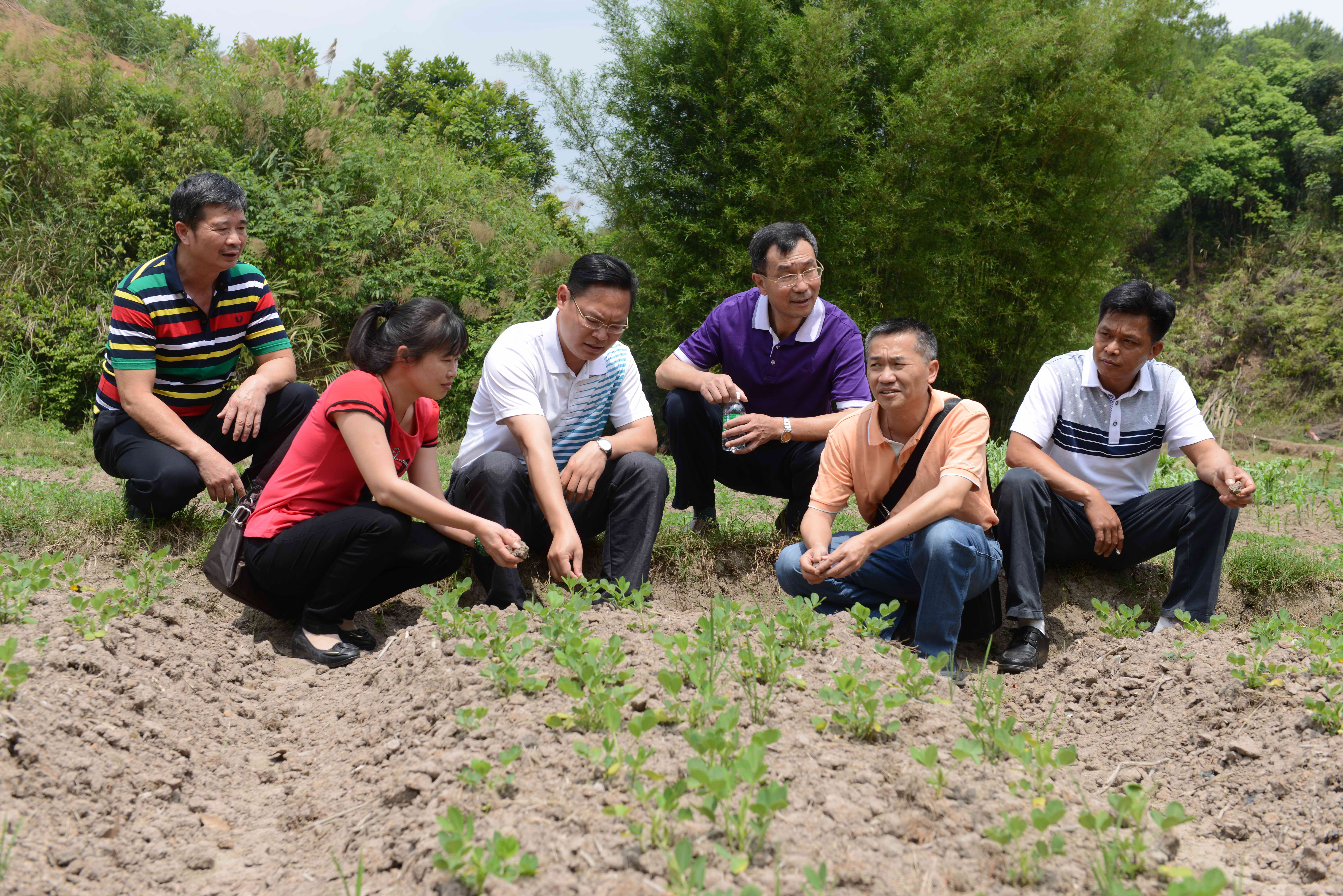 全國五一勞動(dòng)獎(jiǎng)?wù)芦@得者、梧州市農(nóng)業(yè)技術(shù)推廣站吳健華（右2）在藤縣中和村指導(dǎo)村及分析土壤，調(diào)整種植結(jié)構(gòu)。.jpg