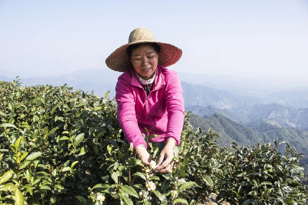 【初心鑄匠心】祝雪蘭：秉承六堡茶人的初心與堅守帶領(lǐng)村民走上致富路