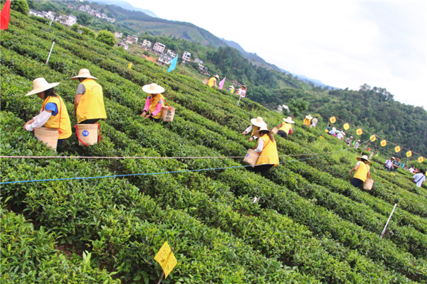 首屆梧州市六堡茶行業(yè)農(nóng)民工技能競(jìng)賽采茶比賽開展